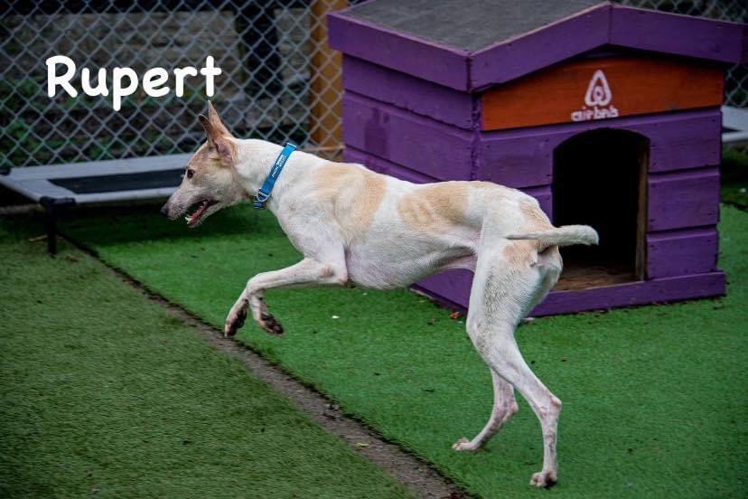MyLovelyHorseR's tweet photo. Just some of our amazing dogs that would love a home to call their own - all dogs that deserve nothing but the best! 

Email
Dogs@mylovelthorserescue.com

#adoptdontshop #rescuedogs https://t.co/H20cYPheB6