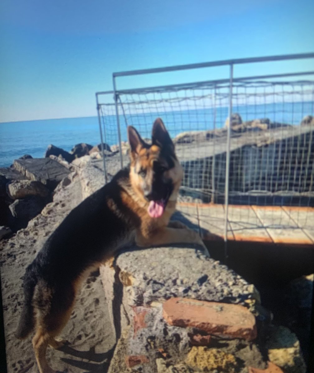 amici_da's tweet photo. Vi chiedo aiuto per condividere questa adozione urgente..REX pastore tedesco 1 anno e 4 mesi tutte le vaccinazioni fatte il proprietario non può più tenerlo si trova a Tarquinia cerchiamo adozione nel centro Italia controlli pre post adozione https://t.co/FIGkV4YJf5
