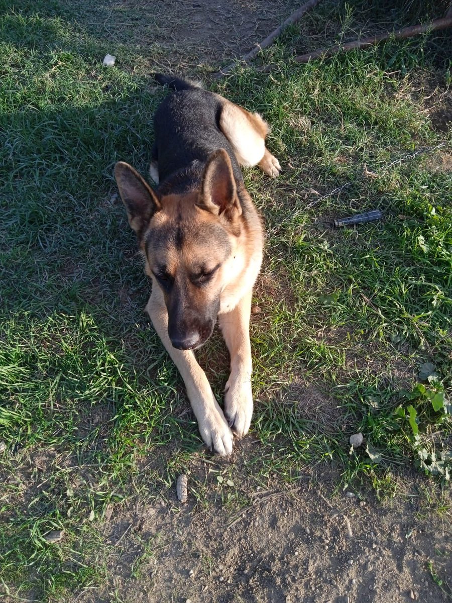 amici_da's tweet photo. Vi chiedo aiuto per condividere questa adozione urgente..REX pastore tedesco 1 anno e 4 mesi tutte le vaccinazioni fatte il proprietario non può più tenerlo si trova a Tarquinia cerchiamo adozione nel centro Italia controlli pre post adozione https://t.co/FIGkV4YJf5