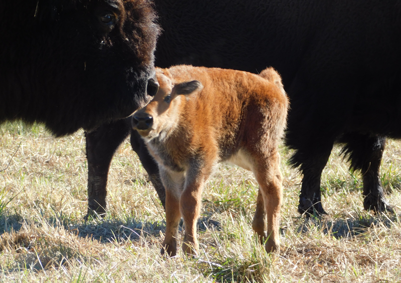 LandBtwnLakes's tweet photo. The Elk & Bison Prairie had a small surprise around Thanksgiving, a new bison calf has arrived at the prairie! Cuteness overload for your weekend. #mylbladventure #bison #nationalmammal https://t.co/bgakrPsR2Q