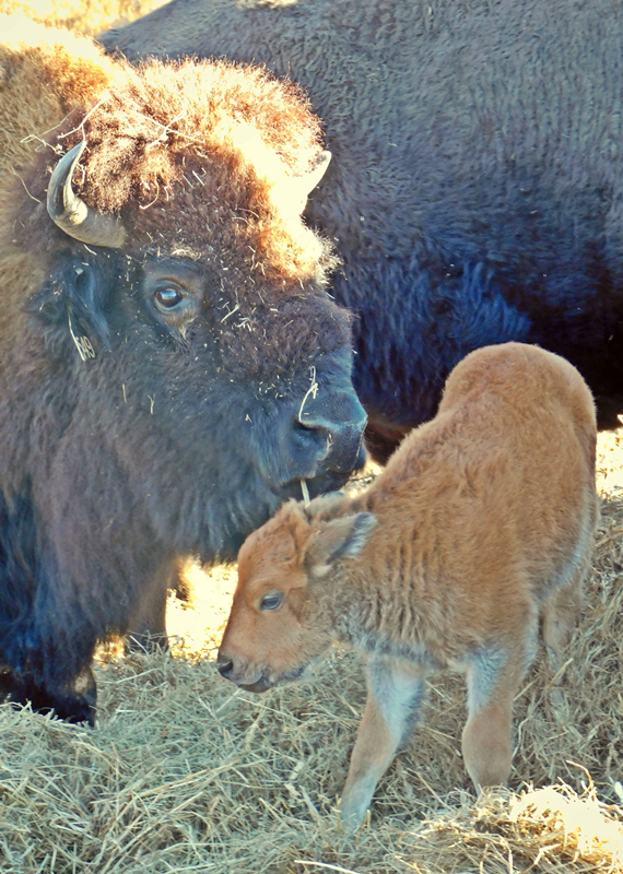 LandBtwnLakes's tweet photo. The Elk & Bison Prairie had a small surprise around Thanksgiving, a new bison calf has arrived at the prairie! Cuteness overload for your weekend. #mylbladventure #bison #nationalmammal https://t.co/bgakrPsR2Q