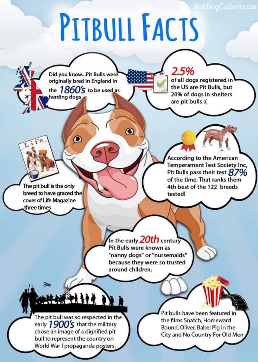 Read this before you surrender your Pibble or if you’re looking to adopt, you couldn’t find a better breed ♥️🥰
