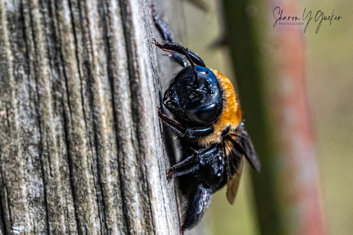 sygdesigns's tweet photo. @TheTiny_Earth @NikonEurope @ThePhotoHour @BBCEarth #savethebees #bees #MacroHour #nikonphotography #macrophotography #insectphotography #ThePhotoHour #beephoto #TwitterNatureCommunity https://t.co/B4FQr6eMmb