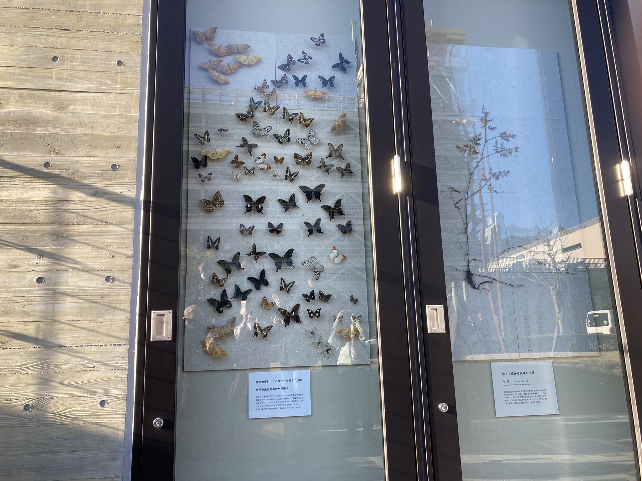 伊丹市昆虫館(公式) on Twitter