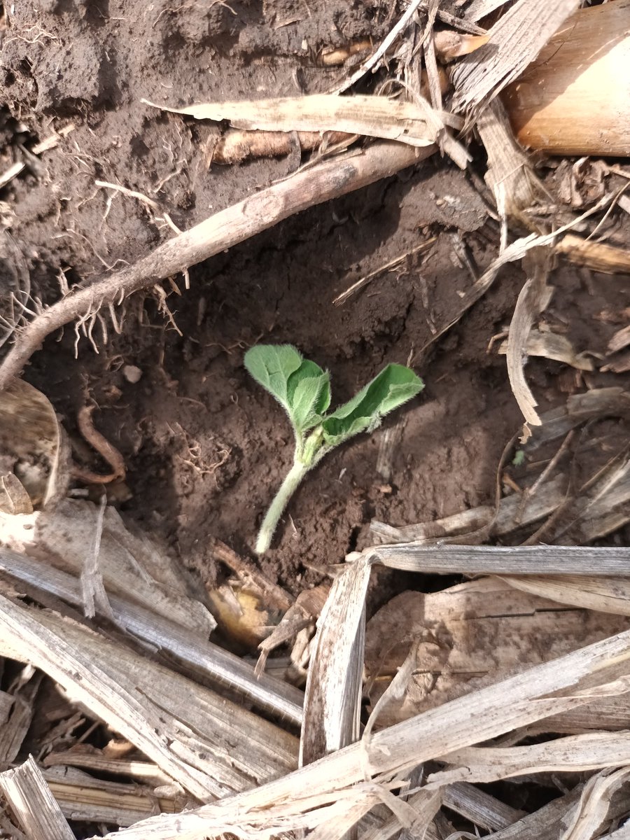ScandoloNicolas's tweet photo. Ataque de cortadoras en soja ✂️🐛🌱

#soja #isocas #orugas #soybean #agro #agronomia #cultivos #siembra https://t.co/C1JzU4MVfG