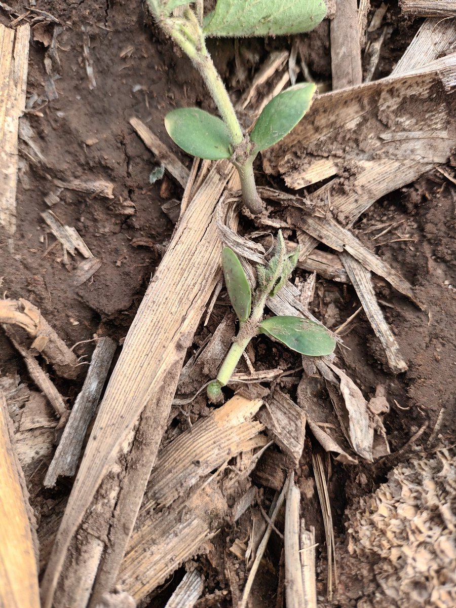 ScandoloNicolas's tweet photo. Ataque de cortadoras en soja ✂️🐛🌱

#soja #isocas #orugas #soybean #agro #agronomia #cultivos #siembra https://t.co/C1JzU4MVfG
