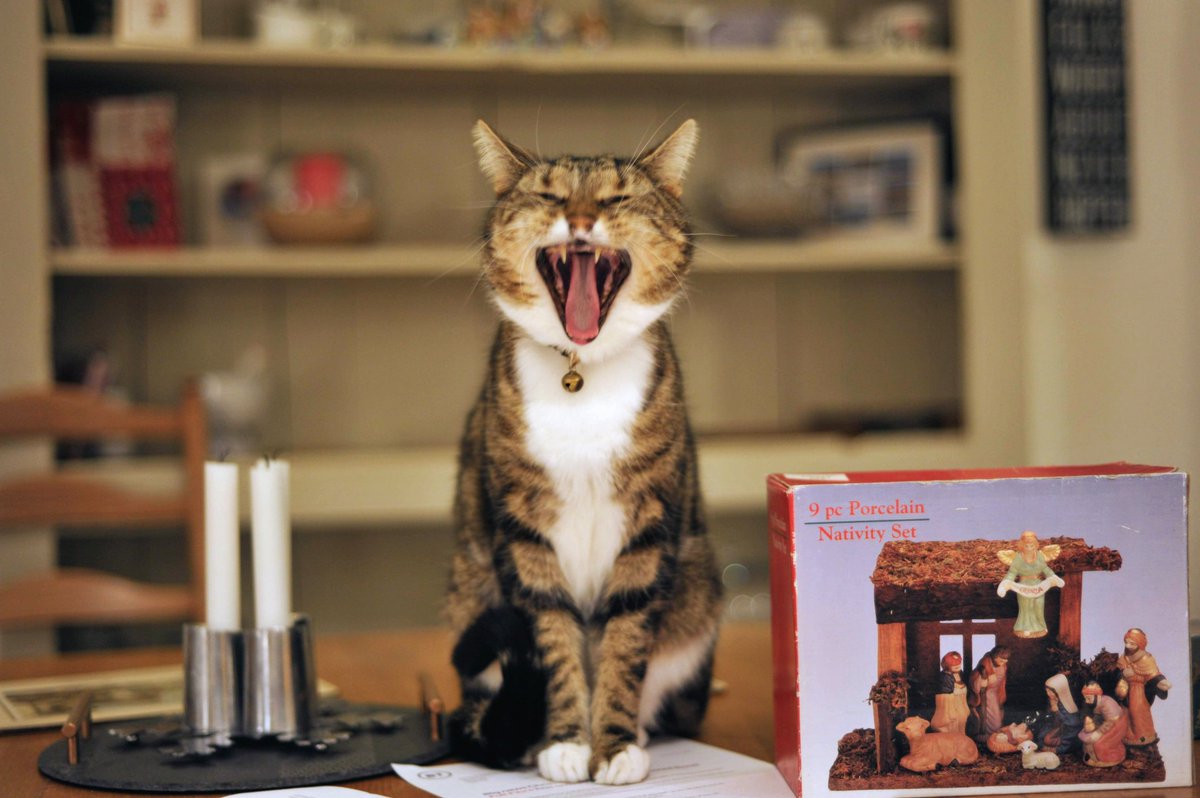 whymarkc's tweet image. Carrying on the football theme, Willow's rendition of 'Stille Nacht', after Japan's second goal by Tanaka against Spain knocks out Germany!