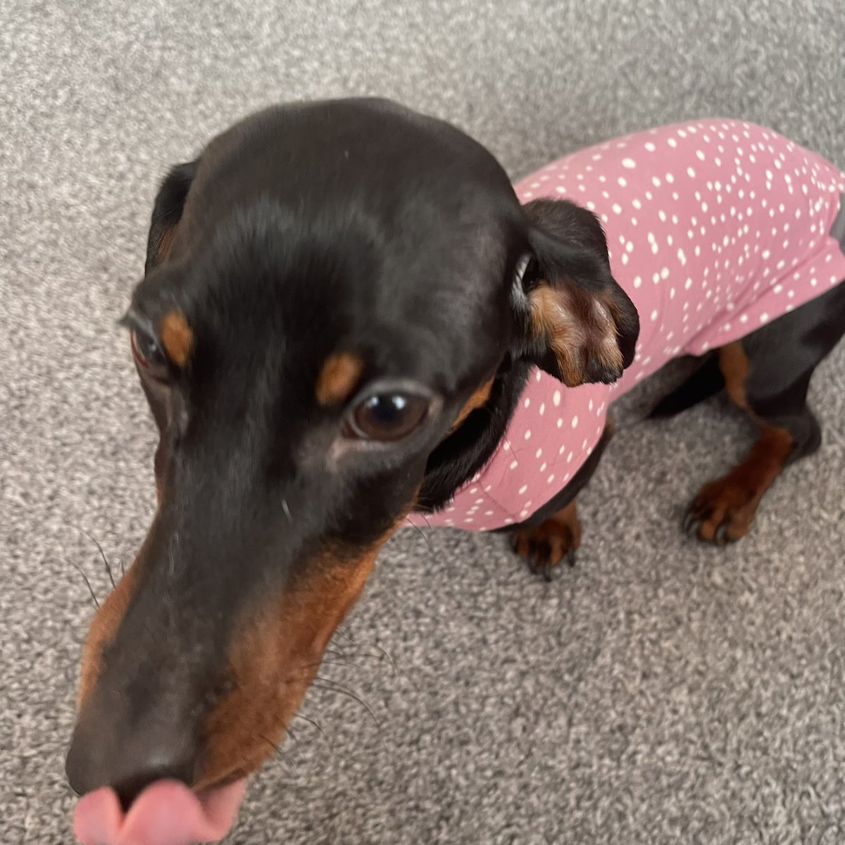 Cilla the miniature Doxi in her new spotted t-shirt in puppy size as Cilla is small, from <a href="/doghousewoofs/">DOGHOUSE</a> Cilla feels the cold as she keeps sitting by the radiator. So an extra layer will keep her warm and it fits her perfectly. ❤️ #DogsofTwittter