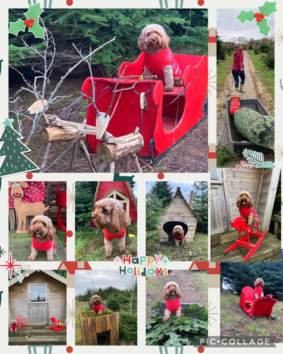 MissPhill88's tweet photo. Another year gone and it’s time to collect our Christmas tree 🎄 this year Luna joined us and even had her own opportunity for a photo shoot around the farm!! Don’t forget you can give cash back to a school of choice @llandaffcity and you can enter a competition! @ty_cerrig https://t.co/dwJJkynXsS