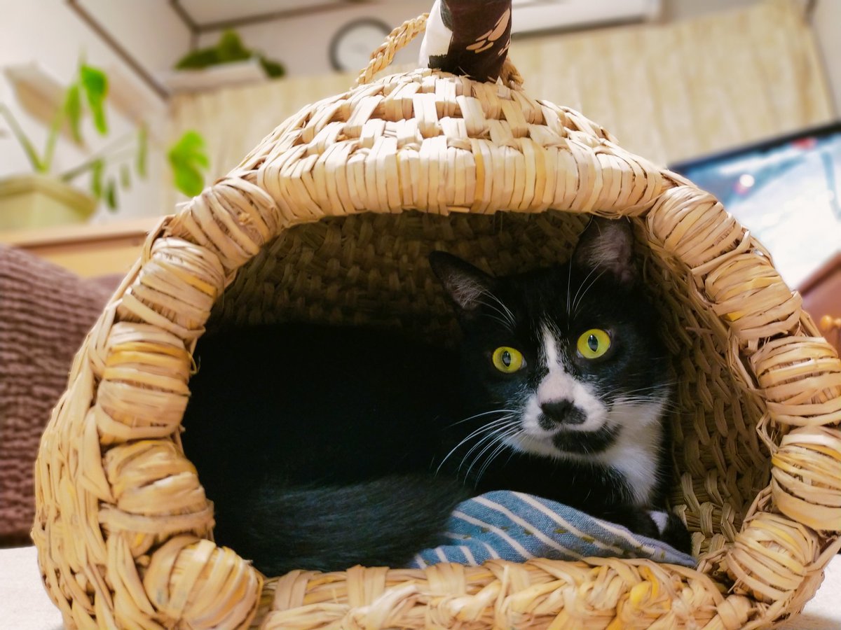 国産 猫ちぐら 特大 猫つぐら 藁でできた猫ハウス ねこちぐら | www