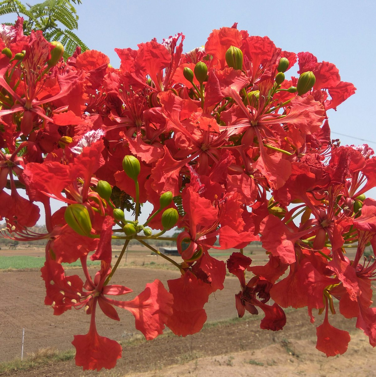 ritabagada's tweet photo. जिंदगी फुलों की तरह होनी।
      चाहिए ना खिलने कि खुसी ना।
मुरझा ने का ग़म। "शुभ रात्रि" https://t.co/uqVeeOPmcQ