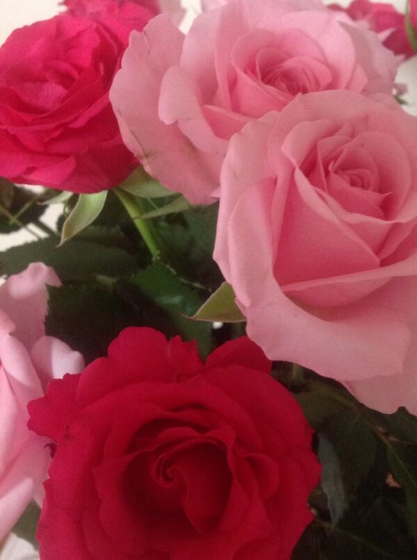 ruben_corella's tweet photo. #roses #pinklovers #pinky #pinkweekend #rosal #rosaleda #garden #gardenfan #gardenslover #gardens #jardines #nature #NaturePhotography #fotos #top https://t.co/qiAfn4h4r7