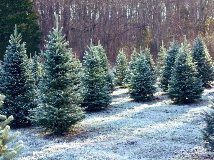 CardiacDrop's tweet photo. ~ Heading out with the kids, armed with the saw and tie downs… Gonna have a good old fashioned Griswold family Xmas. ☕️ 😆 #XMAS2022 #XmasTree 🎄 #WeekendInNewEngland 🧣❄️ ~ https://t.co/CD8kLhw6TW