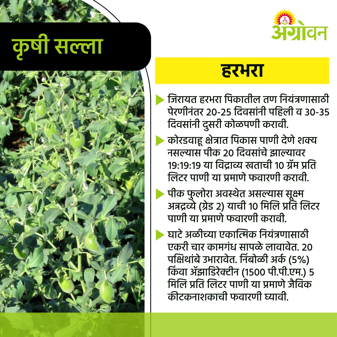 AGROWON's tweet photo. महात्मा फुले कृषी विद्यापीठानं हरभरा पिकासाठी काही सल्ले दिले आहेत त्यानुसार या पिकाचे व्यवस्थापन पुढील प्रमाणे करावे.
#Agrowon #ChanaCrop #ChanaFarming #ChanaSowing #RabiSeason #RabiCrops #CropGuide #CropAdvisory #CropManagement #AgricultureGuide #MPKV https://t.co/7f244je0XQ