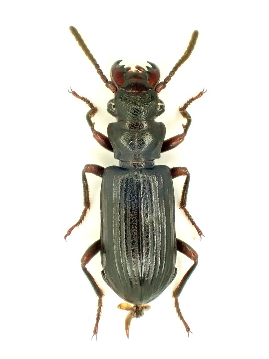 RT @5364mst: 昨年、福岡県から日本初記録として報告されたフトアゴ