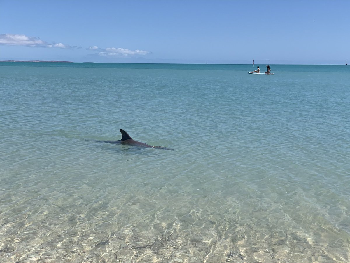 Ellen R. Jacobs tweet media