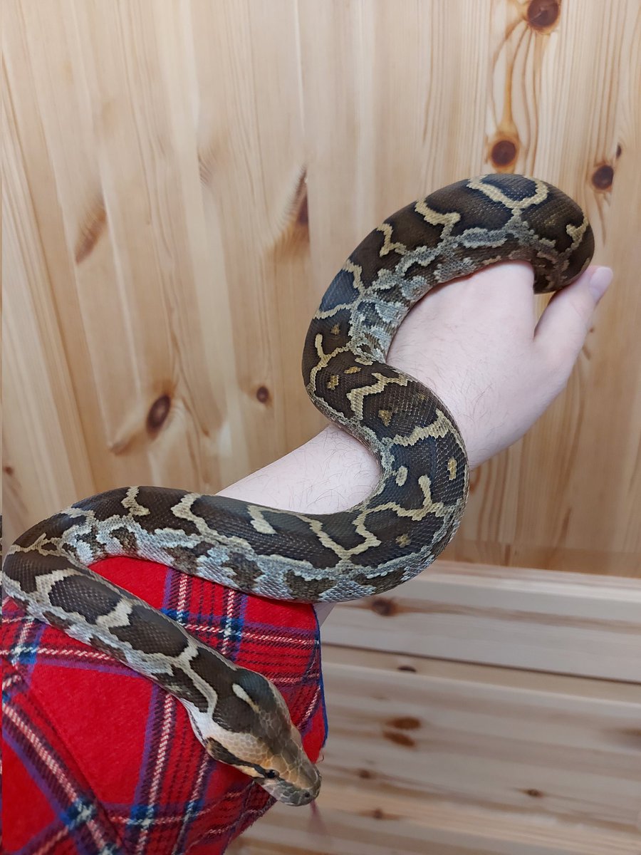 SerpentesTerra's tweet image. Python molurus molurus - indian Python

#indianpython #snake #pet #python #reptile #petsnake #zoo