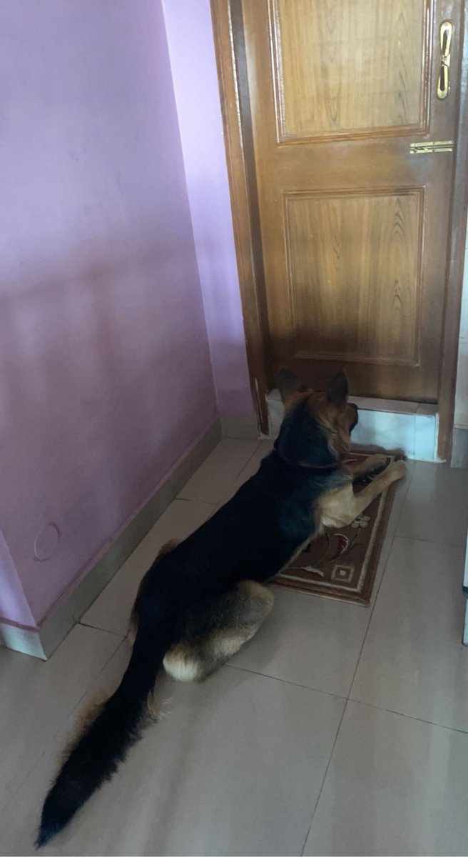 How many of my frens wait for their hooman like this outside the bathroom🙄