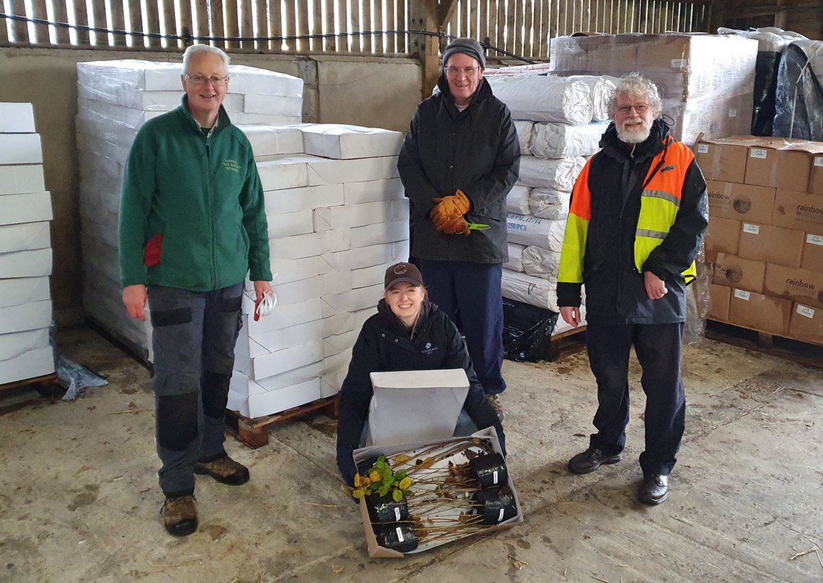SuffolkTrees's tweet image. ⁦Hedges in the making #TreeWardens &amp;amp; partners getting saplings ready for delivery ⁦@suffolkcc⁩ ⁦@WoodlandTrust⁩