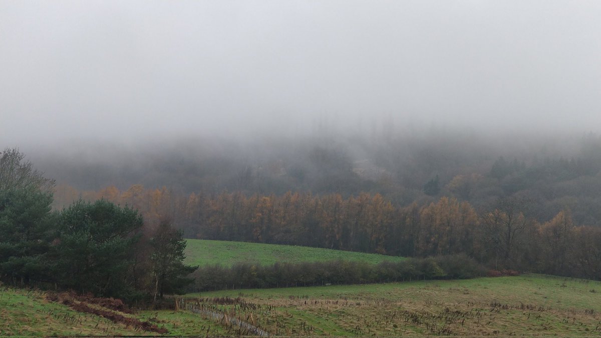 Jane38Harrop's tweet photo. Sometimes we are above the cloud, other days we are in it. Good to see that our Aberdeen Angus cattle don't seem worried by upland vagaries! https://t.co/224R0Uw1TJ