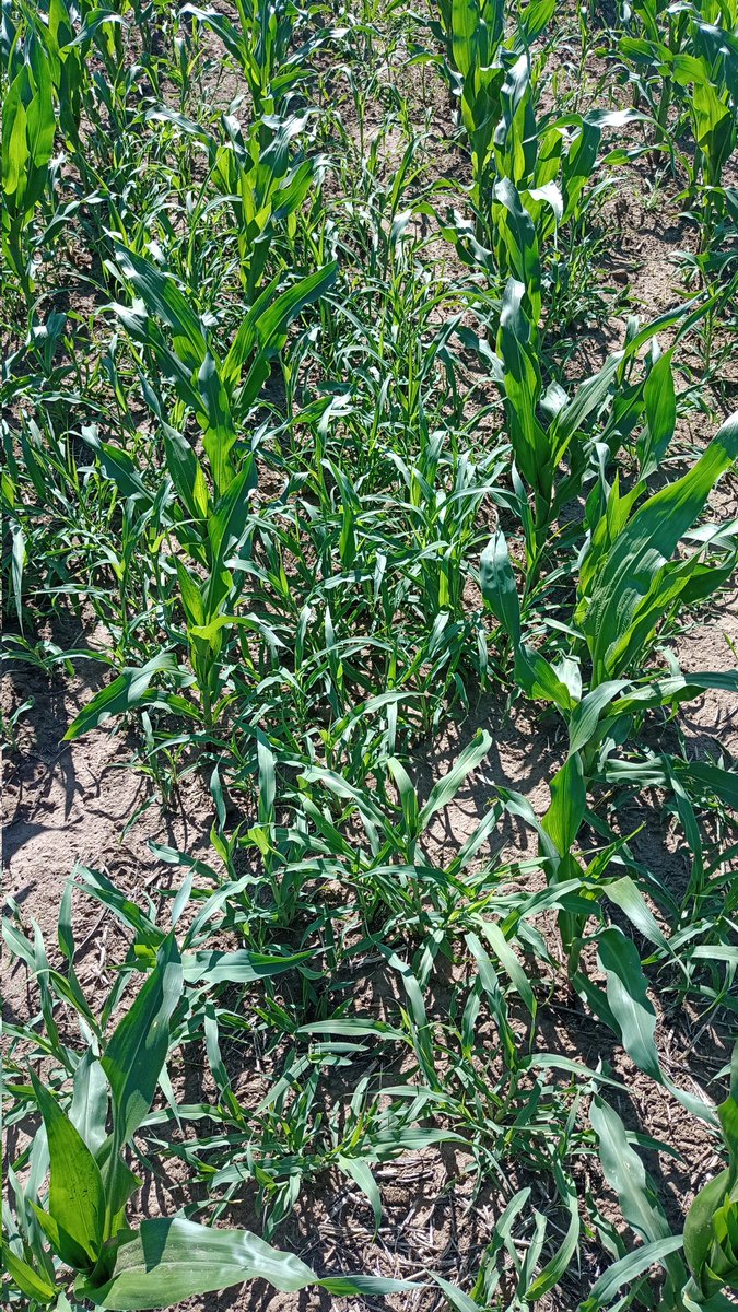 mauschachner's tweet image. Lindo el sorgo. Lástima el maíz guacho 😱🌽😫