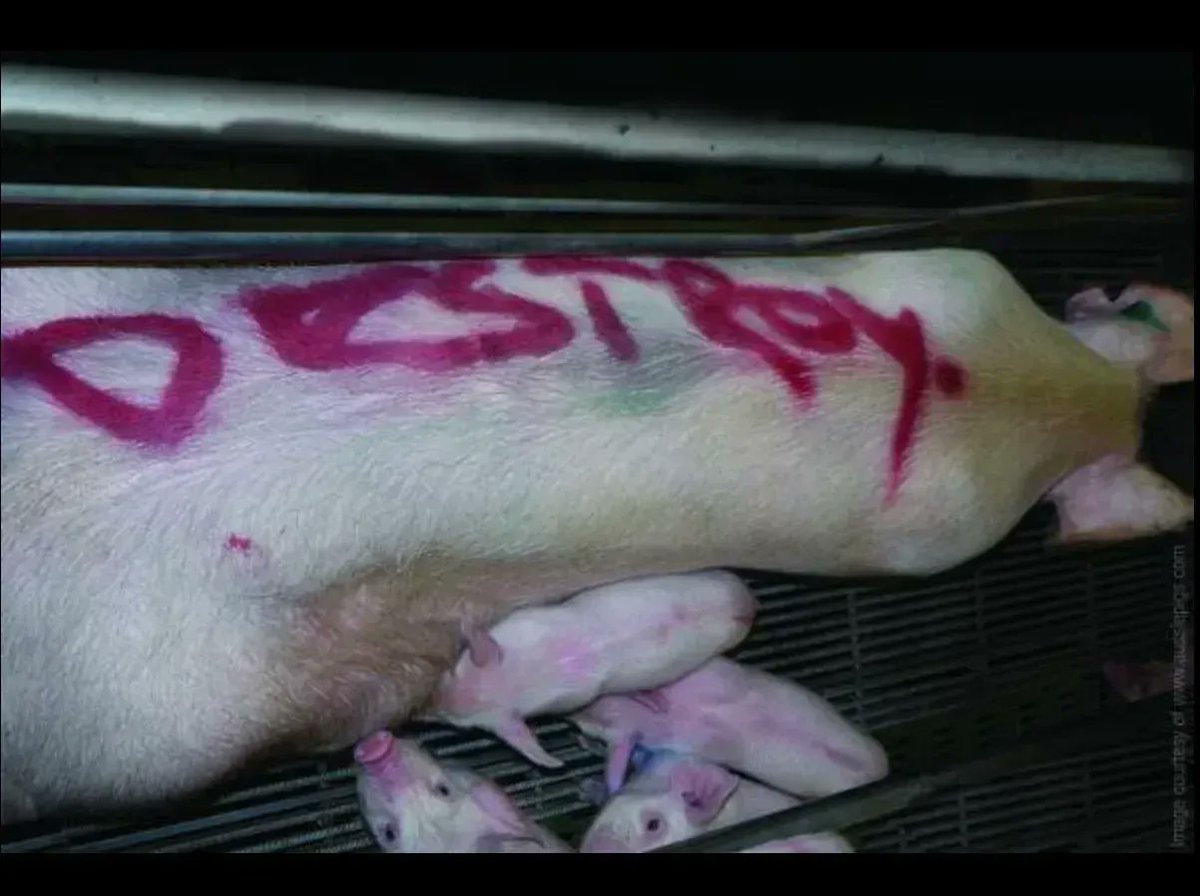 If you want further proof of how the living, feeling animals who become "food" are treated like nothing but property, just look at how they're literally spray-painted as if they're inanimate objects. 😡