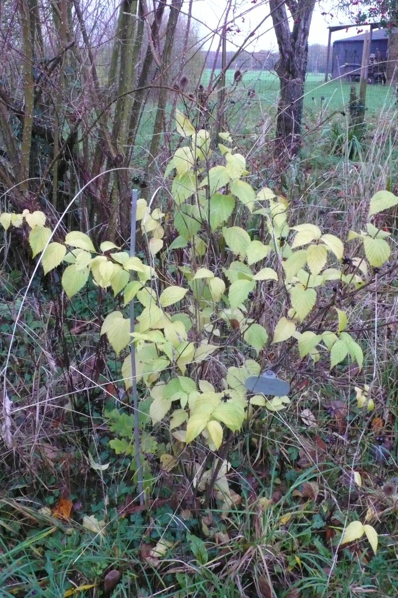 SLGardens's tweet photo. Rhodotypos is still keeping its cheering yellow leaves, love its single white flowers as well
#WinterFoliage #WhiteFlowers #SmallShrub #GardenJoy #OrganicGarden #HeartofYorkshire https://t.co/Xnl4EvfxXe