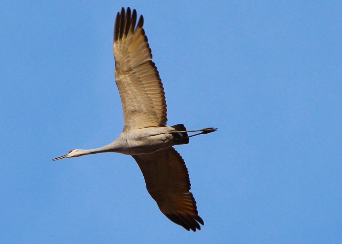 Full extension over New Mexico. 
Did you know that sandhill cranes are prehistoric? They have been around for at least two million years. 
📷: Valle de Oro National Wildlife Refuge by Danielle Turner/<a href="/USFWS/">U.S. Fish and Wildlife Service</a>
ow.ly/w2Ro50Ljgvo