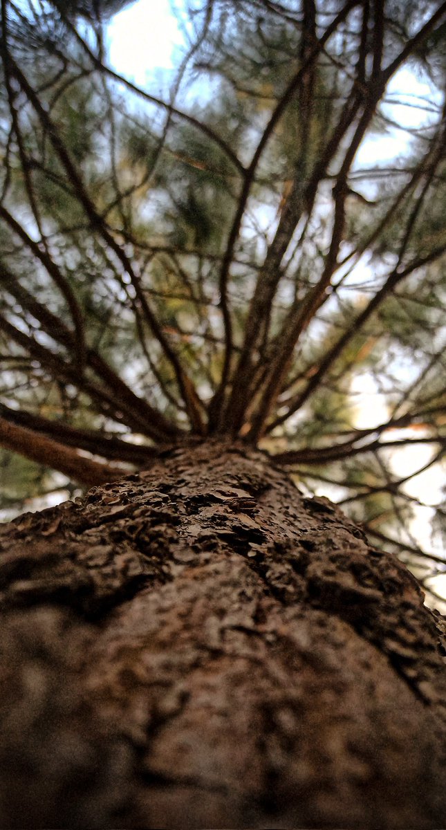 avknash's tweet photo. Learning
@PandeyAshishh 
#tree #nature #trees #photography #naturephotography #landscape #green #forest #photooftheday #love #naturelovers #beautiful #art #sunset #photo #travel #flowers #clouds #instagood #summer #autumn #landscapephotography #instagram #naturelover #picoftheday https://t.co/RRAXlPPyvA