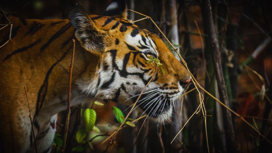 #Twigs and leaves - destroying the most perfect #wildlife shots since forever.

🐅

#wildlifephotography #naturephotography #intothewild #indianwildlife #wildlifeofindia #twitternaturecommunity #indiaves #indiwild @IndiAves #IncredibleIndia @incredibleindia @natgeowild @BBCEarth