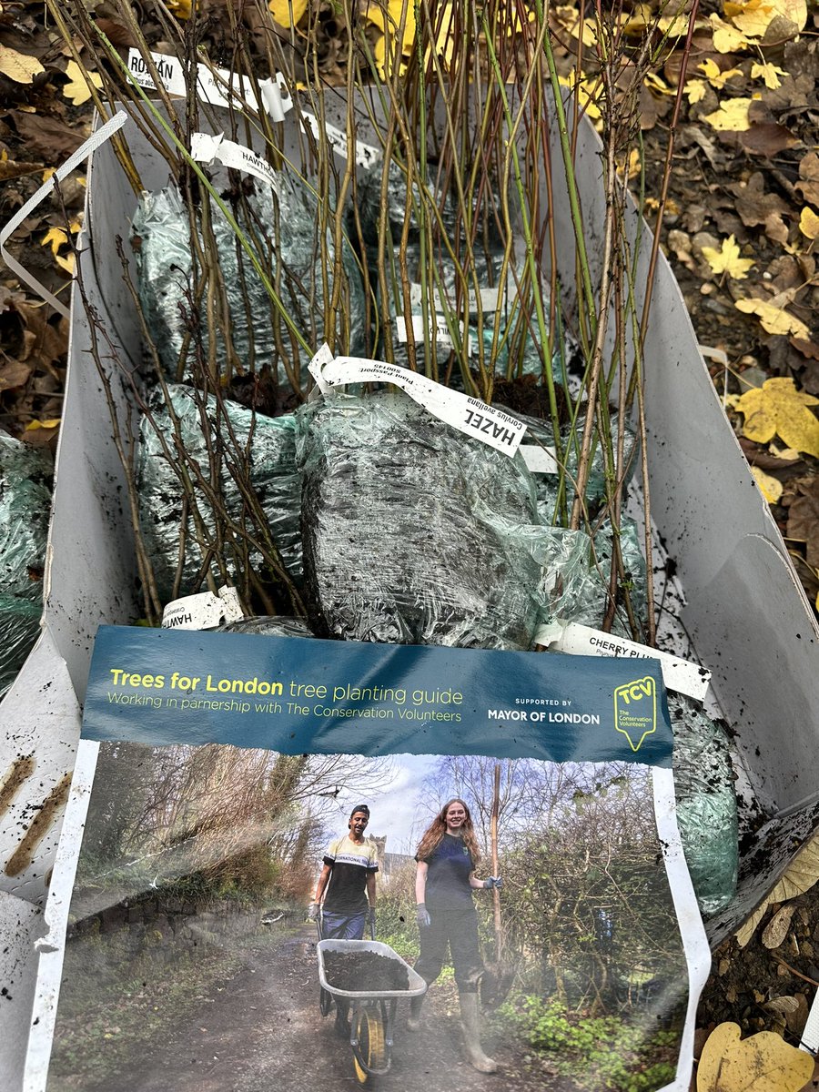 Great morning helping to plant a new hedgerow &amp; Hazel Coppice in Ingestre Woods #Camden

200 new trees planted #NationalTreeWeek #TreesforLondon 

 Thanks <a href="/MayorofLondon/">Mayor of London, Sadiq Khan</a> <a href="/TCVtweets/">The Conservation Volunteers (TCV)</a> <a href="/LDN_environment/">LDNMayor Environment</a> 

#powerthegood #runforgood #dogoodgetfit #dogoodfeelgood #community #wemakecamden