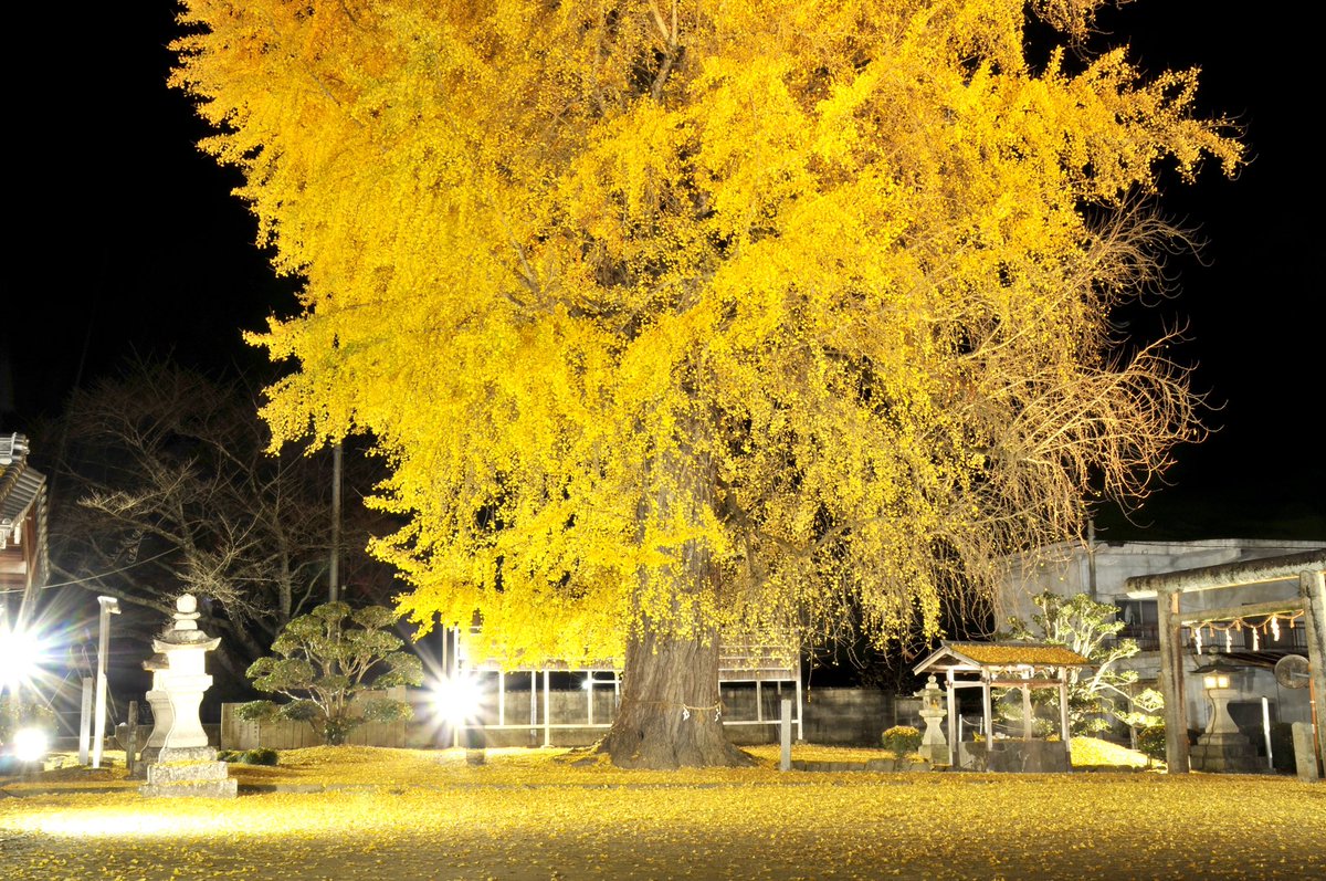 daisuke005's tweet photo. 〜真夜中〜

シャッターを切る

夢中になっているのは

過ぎ去った夏を惜しんでるのか

それとも

すぐそこに来ている冬に

抗っているのか

#銀杏
#紅葉
#秋
#autumn 
#イチョウ
#風景
#風景写真
#landscape 
#photography 
#photo 
#photographer 
#traveller
#tourist
#followforfollowback https://t.co/hiFAvM240Z