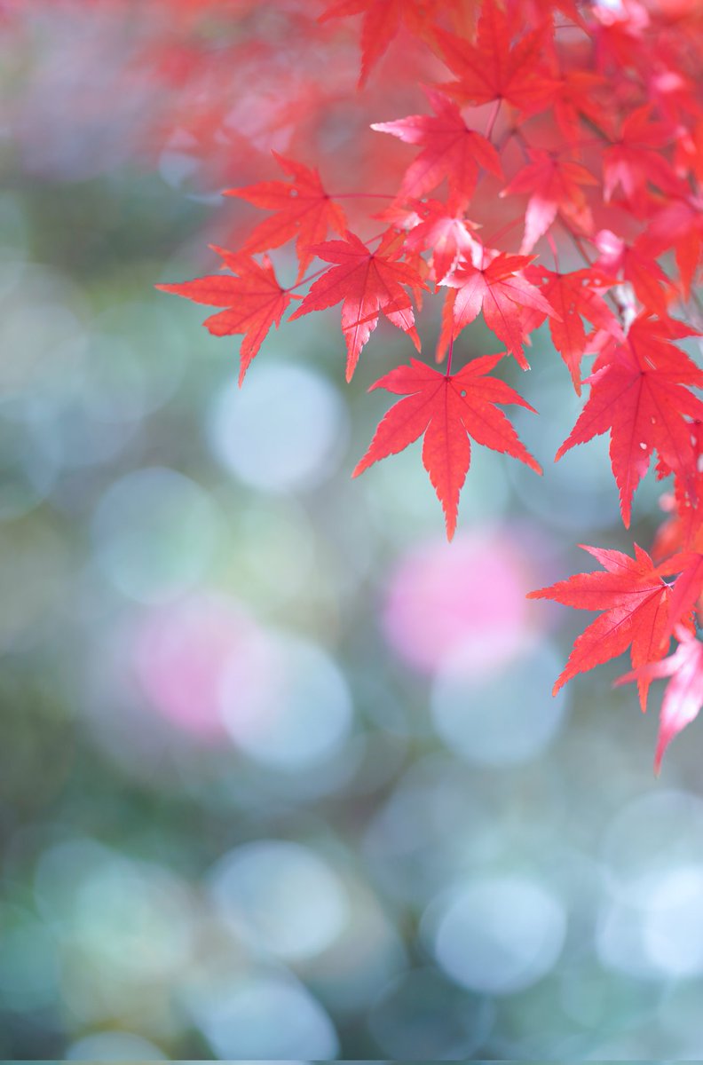 真っ赤だなぁ🍁 #もみじ #紅葉 #これソニーで撮りました