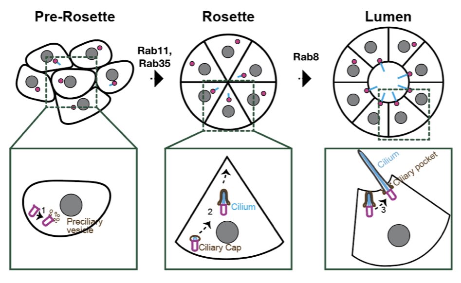 Visit my talk on December 3 at 3 p.m. and my poster on December 5 at 1:45 p.m. if you'd like to learn how cells coordinate the formation of lumen and cilia during the development of a tissue.A study carried out by the Hehnly group.<a href="/ASCBiology/">American Society for Cell Biology</a> #CellBio2022