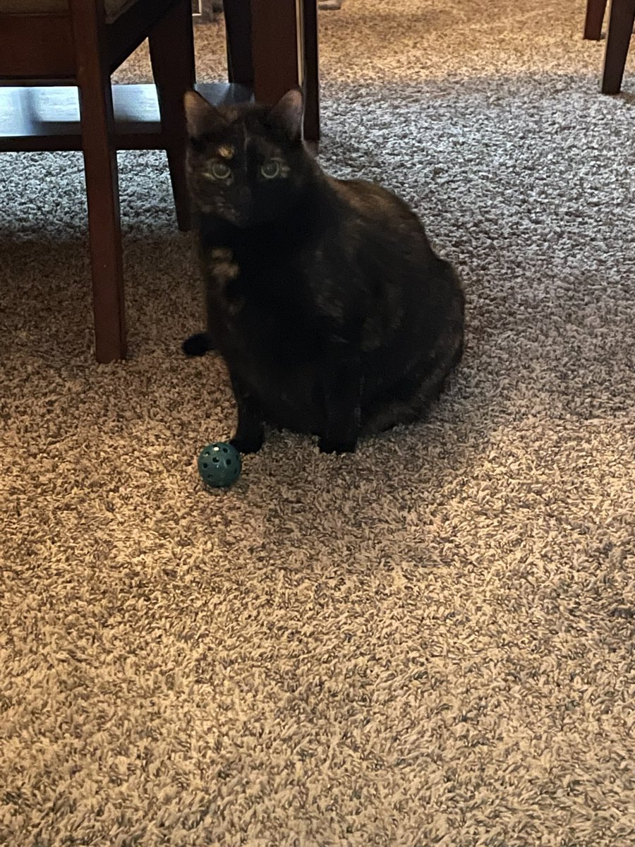 Day 3 of the Advent Calendar! Today was a jingle bell ball and I (Greta) have been playing with this since mom got it out of the calendar! I did let Gabby kick it a couple times. Mom said it sounds like a horse drawn sleigh around here with me pouncing &amp; bells ringing!