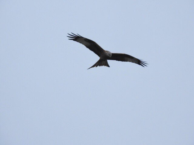 JohnHansford67's tweet image. This Red Kite spent several minutes dropping down below roof height checking out gardens at home, including ours. Presumably hunting for any scraps it might find.