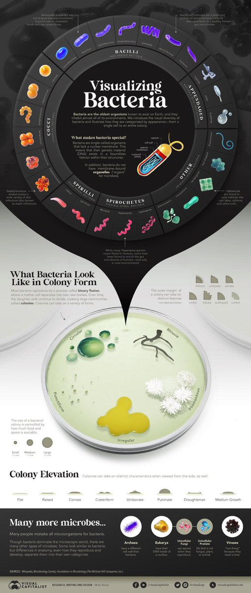markabelan's tweet image. NEW PIECE: The Many Shapes of Bacteria ⚪️🧫⚪️ #bacteria #microbes #infographic #art #sciart #scientificart #colony #microbiology #microorganisms #biology #microscopy #germs #science #illustration #petri #infographics