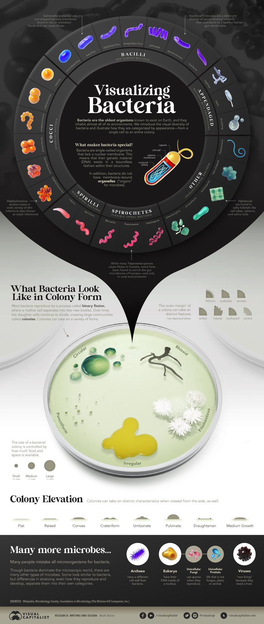 mark-belan-scientific-illustrator-visualizer-on-twitter-new-piece