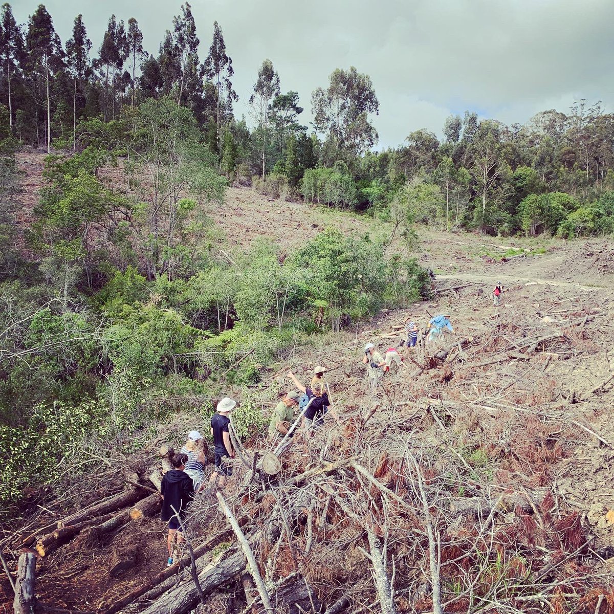 KnysnaGuy tweet media