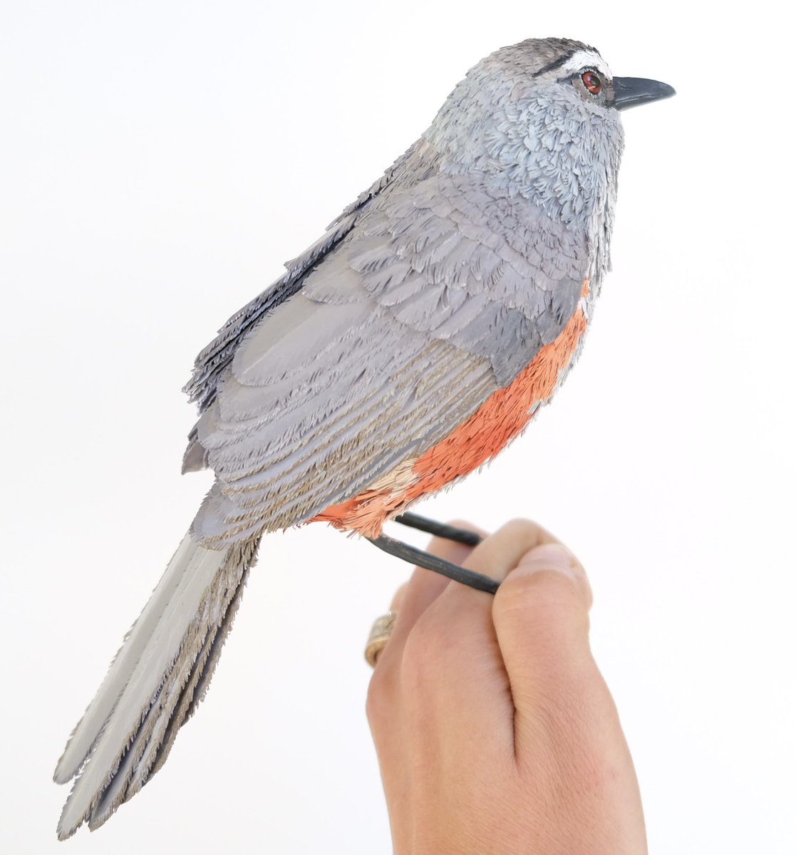 Chilappan’s slowly coming to life ! Here’s Nilgiri and Ashambu Chilappan, progressing towards Palani and Banasura. #aves #birdphotography #BirdsOfTwitter #natgeoexplorers follow my journey on Instagram <a href="/paperchirrups/">Niharika Rajput</a>