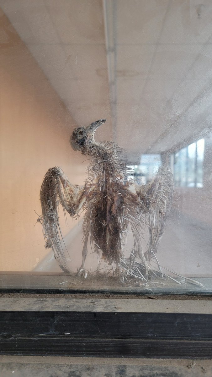 UnityLilac's tweet image. Noticed this poor animal skeleton inside an abandoned stored. RIP