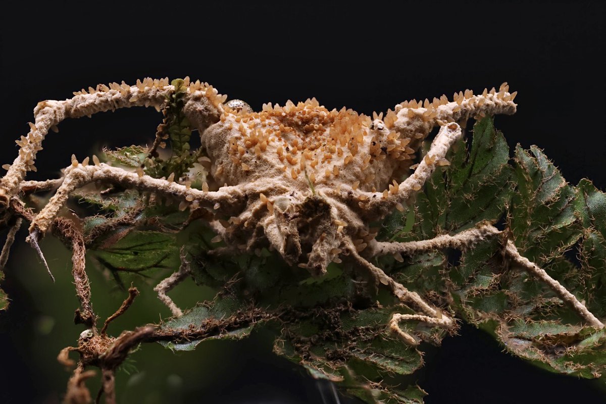 Harvestman infected by an unknown species of entomopathogenic fungi. The orange structures covering the host are perithecia from which spores will be actively discharged upon maturity