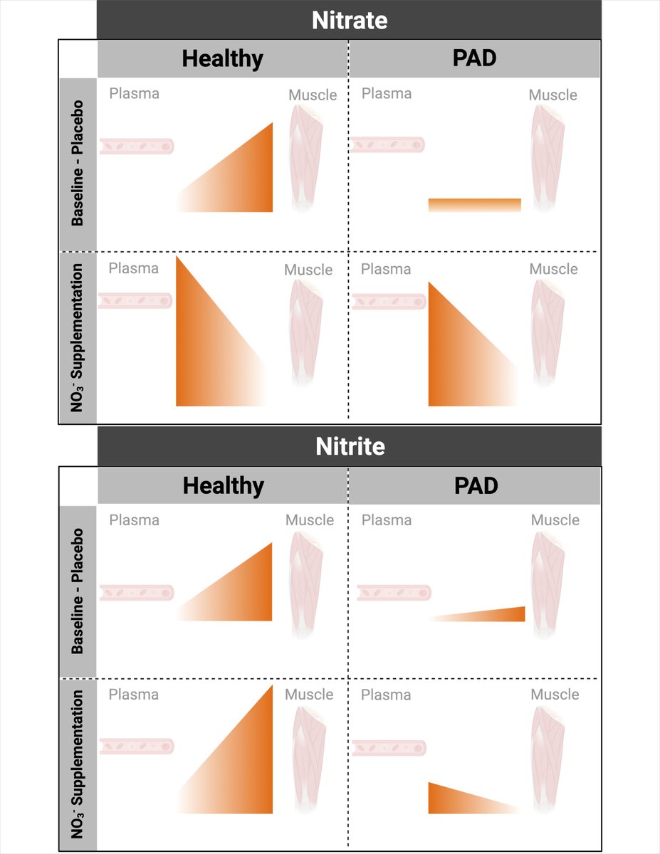 New publication on muscle nitrate in patients with Peripheral Arterial Disease.  

physoc.onlinelibrary.wiley.com/doi/10.14814/p…