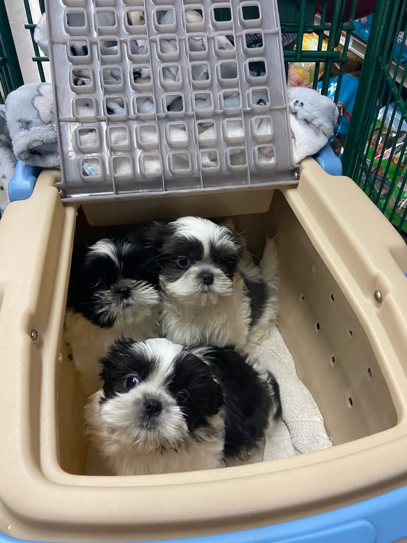 pspportagemi's tweet photo. This adorable tro of pups came in for a visit! We got them hooked up with all their puppy essentials so they're ready for their new home! We can't wait to watch these little cuties grow! 😍🐾💚 #PSPPortageMI https://t.co/fKZJGr5z2K