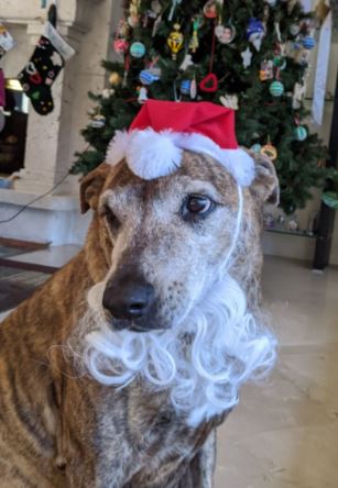 A few years ago, the Datavision team put together this Spotify playlist for the holiday season. Floating this to the top of your twitter feed

spoti.fi/3BG8guI

#loveDVdata #loveDVpets  #Holidays