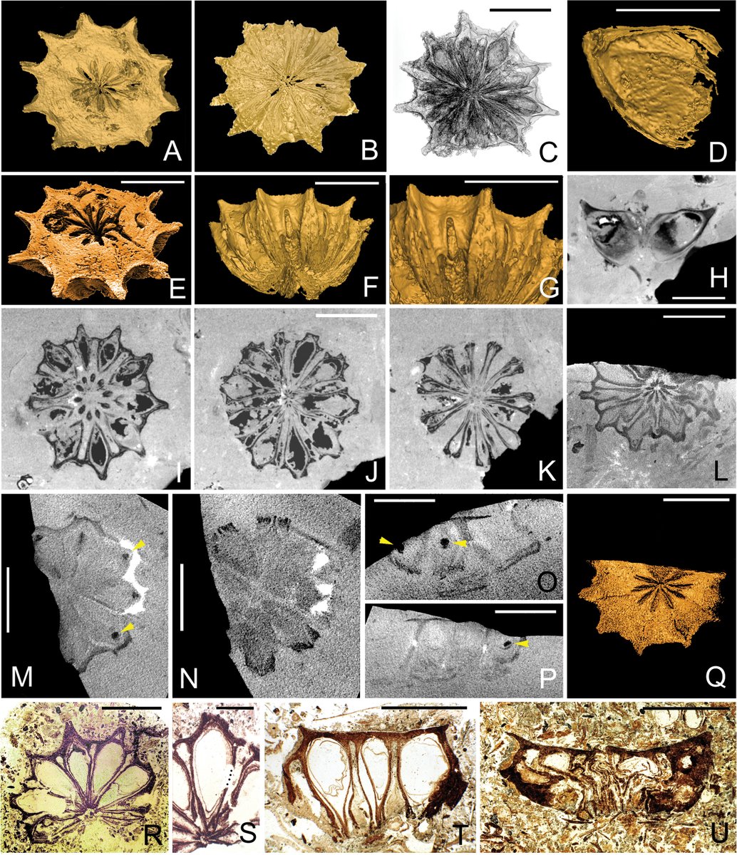 AsiaPaleofloras's tweet photo. #Fruits and #Pollen of #Malvoideae (#Malvaceae) in the #Maastrichtian–#Danian #Deccan Intertrappean Beds of Central #India

♦️ Manchester et al., IJPS
🔗 https://t.co/yy9uON9lqm https://t.co/UJse6nkVS3