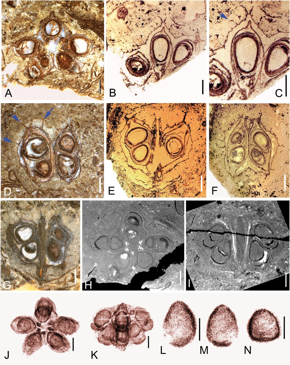 AsiaPaleofloras's tweet photo. #Fruits and #Pollen of #Malvoideae (#Malvaceae) in the #Maastrichtian–#Danian #Deccan Intertrappean Beds of Central #India

♦️ Manchester et al., IJPS
🔗 https://t.co/yy9uON9lqm https://t.co/UJse6nkVS3