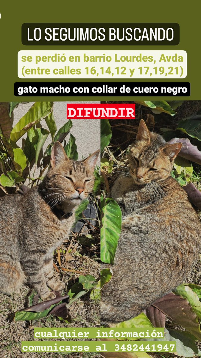 retwitea porfis🤍🤞🏼
