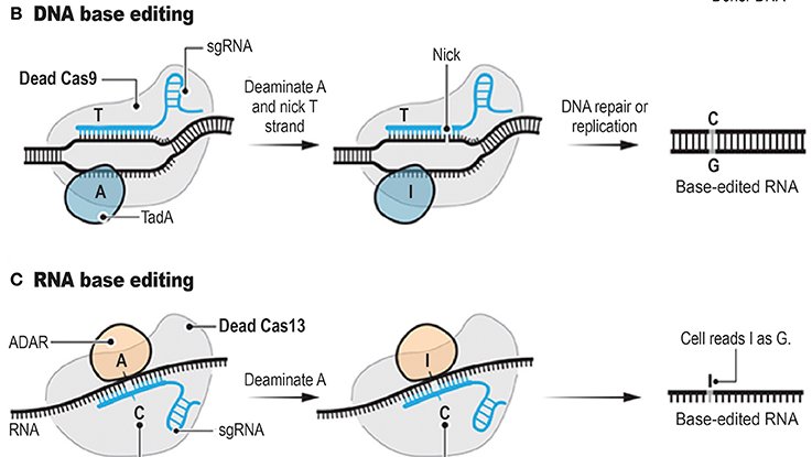 🧵Types of CRISPR

Here we will look at the discovery of CAS9 and the many types of CAS enzymes.