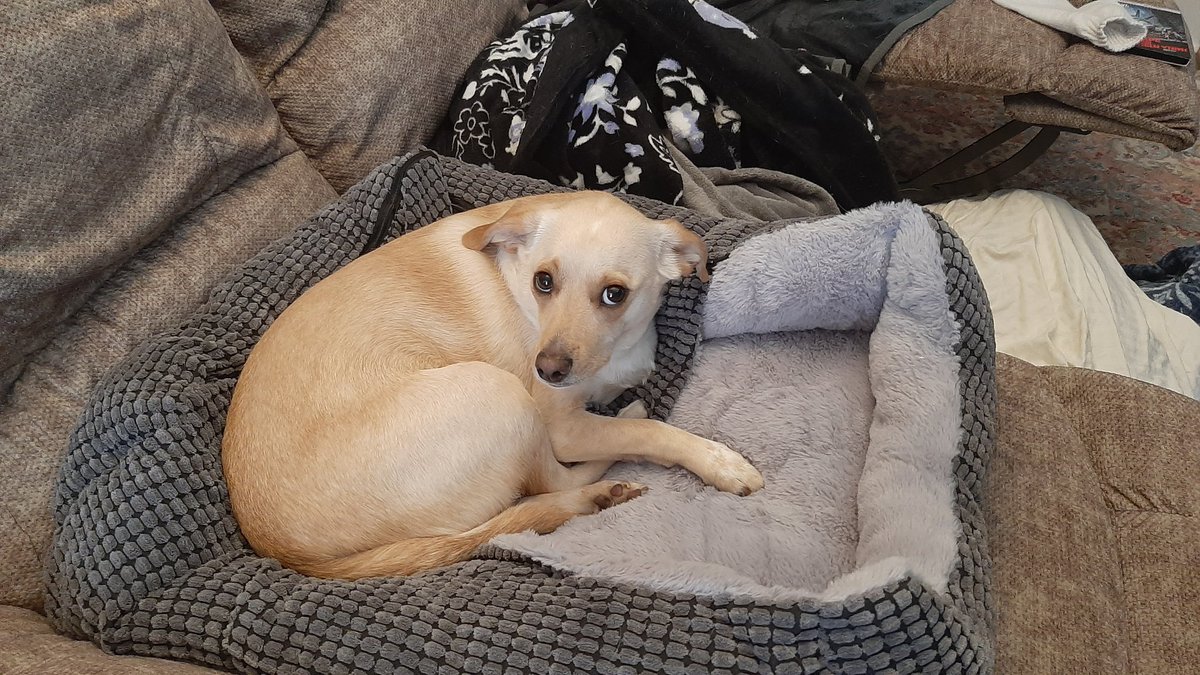 DobbyYellowDox's tweet photo. Got Dobby a bed with a blanket built in but he hasn't quite figured it out yet. https://t.co/6RuQV1UWHx